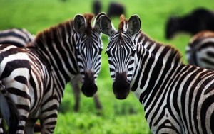 Interesting & Fun Facts About Zebra