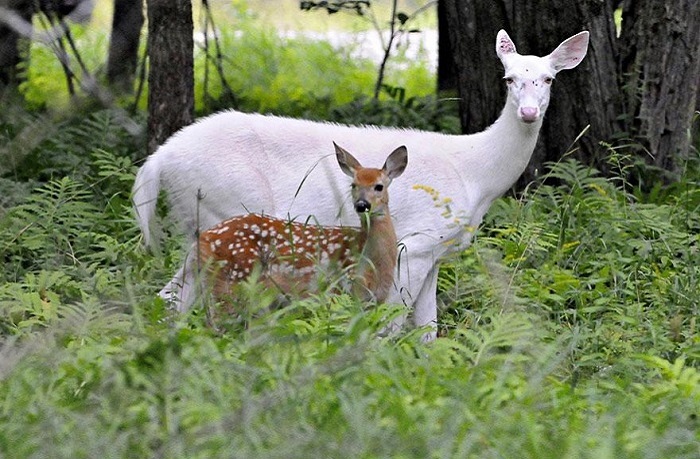 31 White Animals That Are So Rare You’ll Never See One In Real Life!!