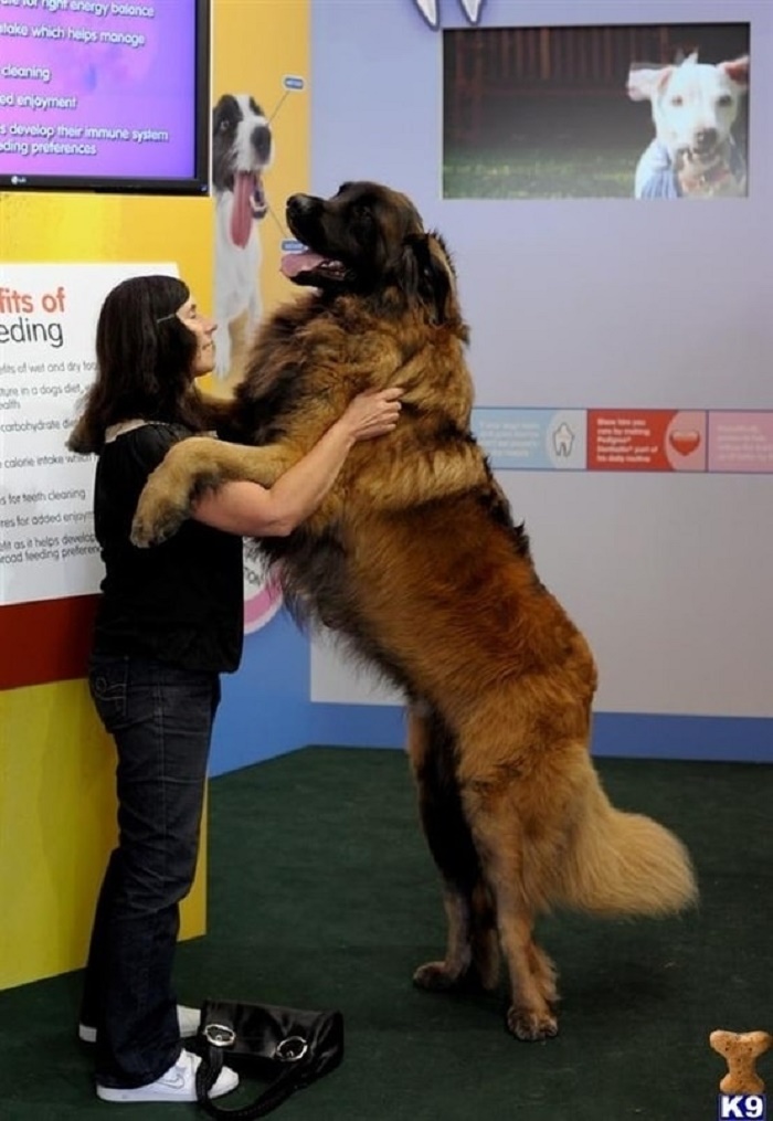 leonberger big dogs